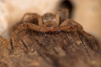 L'Olie  chaussettes. Un mle (Araneae - Sparassidae - Olios argelasius)